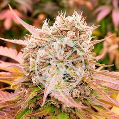 Dark Lemonade Auto, Фасовка: 3